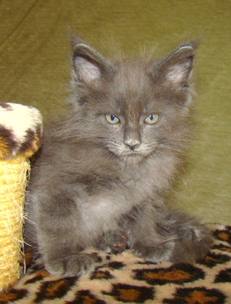 ���� ��� ������� ��������� Catsvill County!  ���� ����! ������ ������ ���� ���! ���� ��� ������ ������ � ����� ����!!! �������� ���� ����� Catsvill County +7-926-544-74-09  ���� ��� �������� ������. ���� ��� ������, ���� ��� �������, ���� ��� ������,  ���� ��� ����, ���� ��� ��������, ���� ����,  ������ ������ ���� ���,  ������ ����-����, ����� ������� ������ �����, ����� ����� ������!